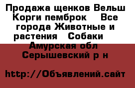 Продажа щенков Вельш Корги пемброк  - Все города Животные и растения » Собаки   . Амурская обл.,Серышевский р-н